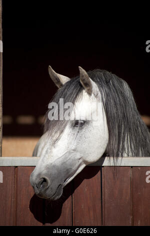 Weißes Pferd im Stall Stockfoto