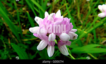 Bunte Krone Wicke oder Lila Krone Wicke (Securigera Varia oder Coronilla Varia). Stockfoto