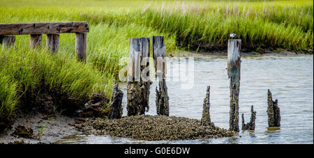 Möwe ruht auf faulenden Post nahe Tybee island Stockfoto