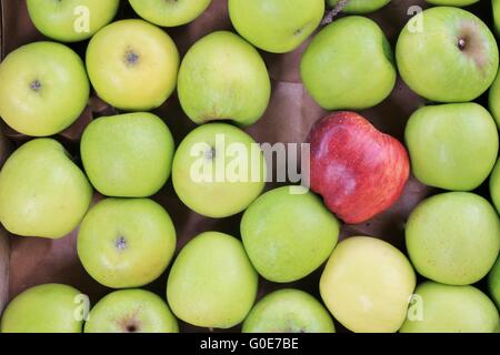 unterschiedliche Konzepte - roter Apfel zwischen grüner Apfel Stockfoto
