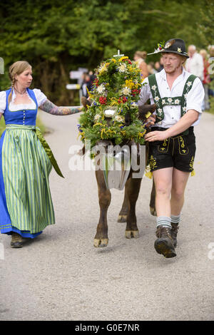 Rückkehr der Herde Kühe von Alm Stockfoto