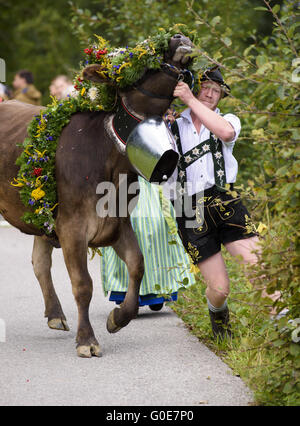 Rückkehr der Herde Kühe von Alm Stockfoto