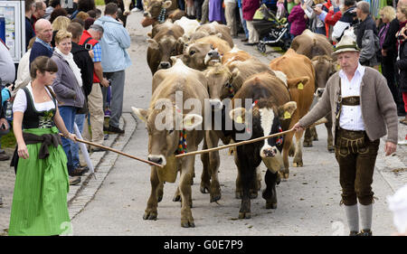 Rückkehr der Herde Kühe von Alm Stockfoto