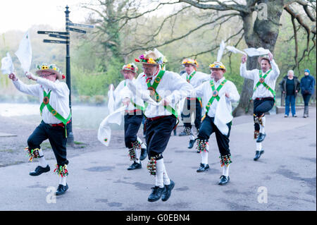 Watford, UK.  1. Mai 2016.  Die Woodside Morris Männer führen einen traditionellen Morris Tanz in Cassiobury Park, Watford im Nordwesten von London, bei Sonnenaufgang zu feiern Maifeiertag und das kommen des Sommers in Ritualen, die Hunderte von Jahren zurückreichen.  Tradition hat es, dass das Ritual des Tanzens zu diesem Zeitpunkt einen warmen und fruchtbaren Sommer bringt.  Mit Stöcken und Taschentücher, die Luft zu reinigen und zu wecken, die Erde, die Tänzer sind begleitet von Musikern, die traditionellen Instrumente spielen. Bildnachweis: Stephen Chung / Alamy Live News Stockfoto