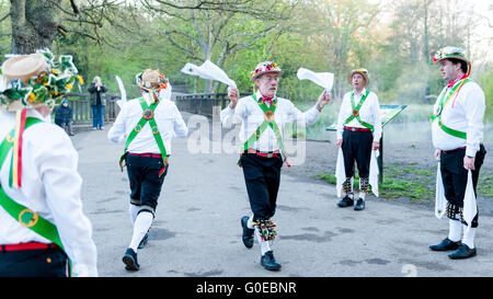 Watford, UK.  1. Mai 2016.  Die Woodside Morris Männer führen einen traditionellen Morris Tanz in Cassiobury Park, Watford im Nordwesten von London, bei Sonnenaufgang zu feiern Maifeiertag und das kommen des Sommers in Ritualen, die Hunderte von Jahren zurückreichen.  Tradition hat es, dass das Ritual des Tanzens zu diesem Zeitpunkt einen warmen und fruchtbaren Sommer bringt.  Mit Stöcken und Taschentücher, die Luft zu reinigen und zu wecken, die Erde, die Tänzer sind begleitet von Musikern, die traditionellen Instrumente spielen. Bildnachweis: Stephen Chung / Alamy Live News Stockfoto