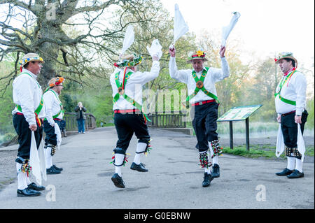 Watford, UK.  1. Mai 2016.  Die Woodside Morris Männer führen einen traditionellen Morris Tanz in Cassiobury Park, Watford im Nordwesten von London, bei Sonnenaufgang zu feiern Maifeiertag und das kommen des Sommers in Ritualen, die Hunderte von Jahren zurückreichen.  Tradition hat es, dass das Ritual des Tanzens zu diesem Zeitpunkt einen warmen und fruchtbaren Sommer bringt.  Mit Stöcken und Taschentücher, die Luft zu reinigen und zu wecken, die Erde, die Tänzer sind begleitet von Musikern, die traditionellen Instrumente spielen. Bildnachweis: Stephen Chung / Alamy Live News Stockfoto