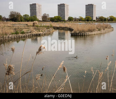 London UK 1. Mai 2016. Woodberry Feuchtgebiete wird eine große crested Grebe auf dem Wasser mit dem Hintergrund des Weingutes Woodberry Down als Naturschutzgebiet für die Öffentlichkeit geöffnet. Woodberry Feuchtgebiete ist offen für den uneingeschränkten Zugang zum ersten Mal in den zweihundert Jahren seines Bestehens eine große Tierwelt-Oase in der Nähe von Finsbury Park im Stadtteil Hackney. Erstreckt sich über 11 Hektar und dieses langfristige Projekt von Lebensraum Verbesserung und Wiederherstellung der Erbe befindet sich auf einer Strecke von der New River und Stoke Newington East Reservoir verschlingt. Bildnachweis: Patricia Phillips/Alamy Live-Nachrichten Stockfoto