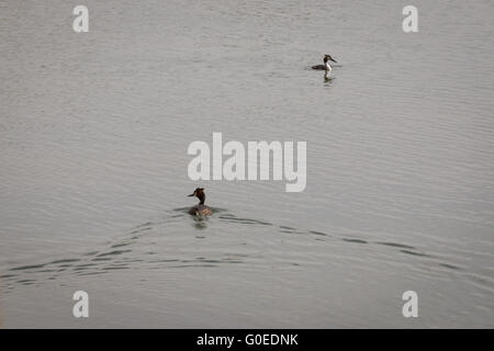 London UK 1. Mai 2016. Ein paar große Crested Haubentaucher Segeln gelassen auf dem Wasser als Woodberry Feuchtgebiet Naturschutzgebiet für die Öffentlichkeit geöffnet. Woodberry Feuchtgebiete ist offen für den uneingeschränkten Zugang zum ersten Mal in den zweihundert Jahren seines Bestehens eine große Tierwelt-Oase in der Nähe von Finsbury Park im Stadtteil Hackney. Erstreckt sich über 11 Hektar und dieses langfristige Projekt von Lebensraum Verbesserung und Wiederherstellung der Erbe befindet sich auf einer Strecke von der New River und Stoke Newington East Reservoir verschlingt. Bildnachweis: Patricia Phillips/Alamy Live-Nachrichten Stockfoto