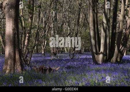 Finchampstead, England.  1. Mai 2016. Woodland Glockenblumen an einem schönen Frühlingsmorgen mit reifen Laubbäumen. Bildnachweis: Martin Gurken Alamy Live-Nachrichten Stockfoto