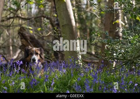 Finchampstead, England.  1. Mai 2016. Woodland Glockenblumen an einem schönen Frühlingsmorgen mit Scamp, einer GSD-Collie Kreuz Hund und Reife Laubbäume. Bildnachweis: Martin Gurken Alamy Live-Nachrichten Stockfoto