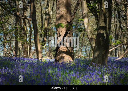 Finchampstead, England.  1. Mai 2016. Woodland Glockenblumen an einem schönen Frühlingsmorgen mit reifen Laubbäumen. Bildnachweis: Martin Gurken Alamy Live-Nachrichten Stockfoto