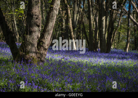 Finchampstead, England.  1. Mai 2016. Woodland Glockenblumen an einem schönen Frühlingsmorgen mit reifen Laubbäumen. Bildnachweis: Martin Gurken Alamy Live-Nachrichten Stockfoto