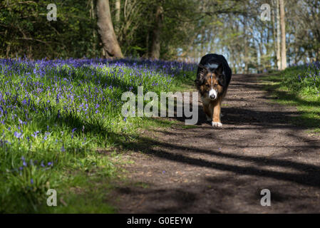 Finchampstead, England.  1. Mai 2016. Woodland Glockenblumen an einem schönen Frühlingsmorgen mit Scamp, einer GSD-Collie Kreuz Hund und Reife Laubbäume. Bildnachweis: Martin Gurken Alamy Live-Nachrichten Stockfoto