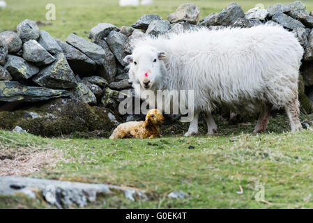 30. April 2016, Wales Nant Ffrancon, Bethesda, Gwynedd, UK. Eines der letzten Lämmer geboren auf dem Bauernhof am Abend des 30 April in einem windigen und kalten Ogwen Tal. Stockfoto