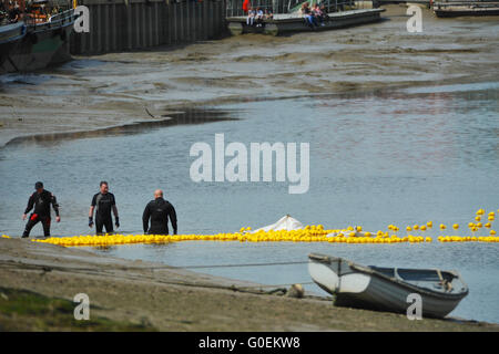 Maldon, Essex, England. 1. Mai 2016. Sicherheit Personal stehen in den Fluss Blackwater zu Beginn des Rennens Ente laufen kurz vor dem Start des jährlichen Maldon Mud Race in Maldon, Ost-England. Bildnachweis: Michael Preston/Alamy Live-Nachrichten Stockfoto