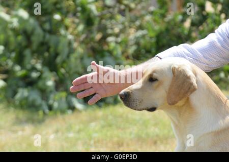 Golden Labrador ausgebildet Stockfoto