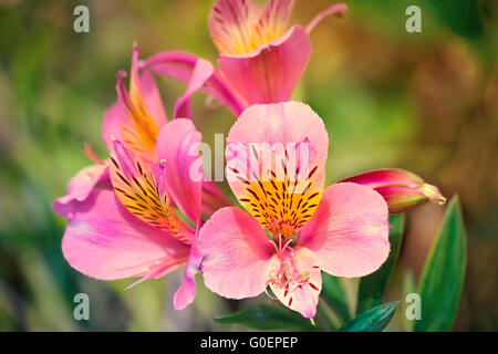 Schöne rosa Blüten gegen das Grün des le Stockfoto