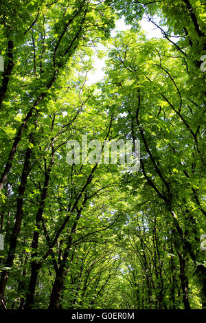 Schöne große grüne Kronen der Bäume im Stadtpark Stockfoto