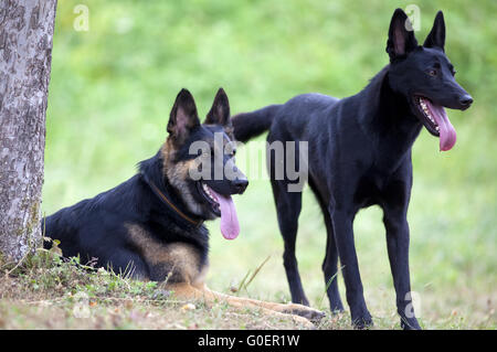 Zwei glückliche Hundefreunde außerhalb Stockfoto