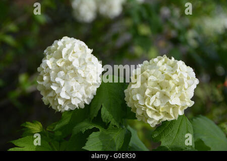 Schneebälle Stockfoto