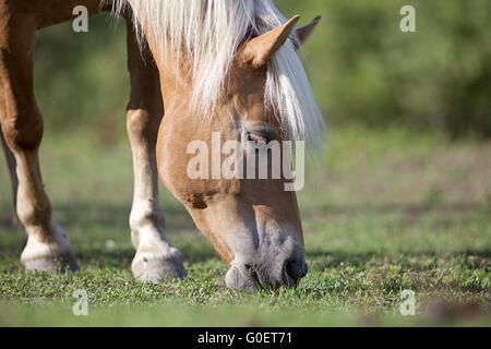 Haflinger Essen Grass auf der Weide Stockfoto