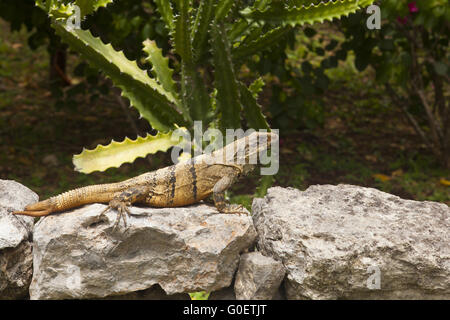 Mexikanische Iguana ruht auf einem Felsen in Chichén Itzá Stockfoto