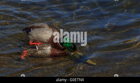 zwei Mallard Enten im Kampf mit einer Ente, die versuchen, den schwächeren ein ertrinken. Zum Glück kleiner entkommen den versuchten Mord. Stockfoto