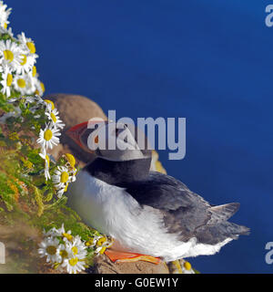 Papageitaucher auf den Berg Vogel Latrabjarg Stockfoto