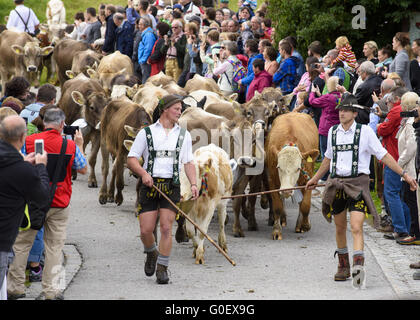 Rückkehr der Herde Kühe von Alm Stockfoto