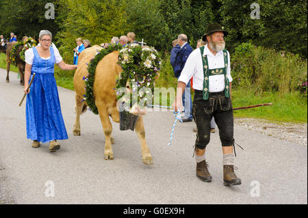 Rückkehr der Herde Kühe von Alm Stockfoto