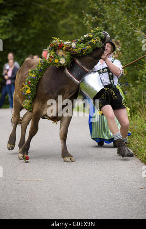 Rückkehr der Herde Kühe von Alm Stockfoto