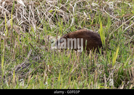 Bisam Bisamratte, Bisamratte, Ondatra Zibethicus, Europa Stockfoto