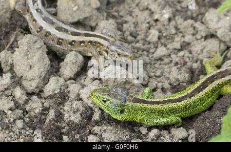 Echse Reptil, Sand in der Sonne Stockfoto