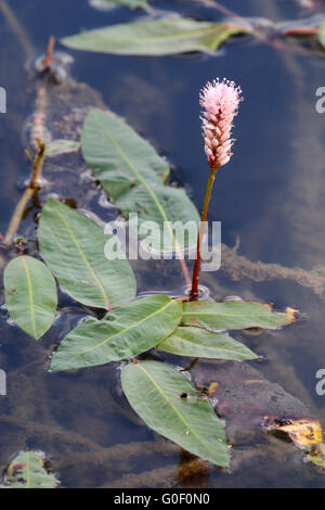 Persicaria Amphibia, Wasser-Knöterich Stockfoto