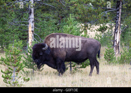 North American Buffalo Weiden in der Nähe Waldrand während des Spätsommers Stockfoto