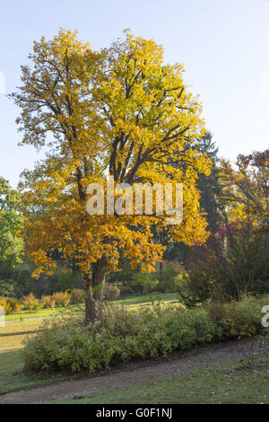 Herbstliche Eiche im park Stockfoto