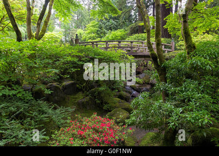 Mond-Brücke über den Creek am japanischen Garten im Frühjahr Stockfoto