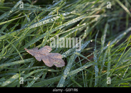 Braune Eichenblatt Stockfoto