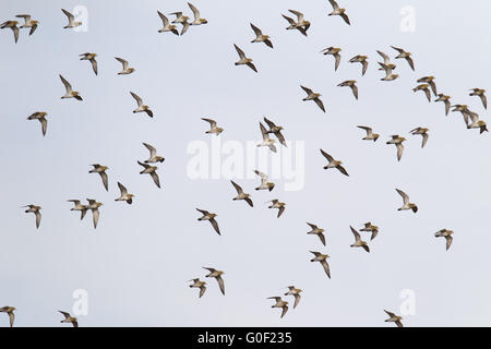 Europäische Goldregenpfeifer ist ein vollständig Zugvogel Stockfoto