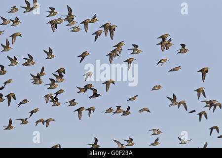 Europäische Goldregenpfeifer ist ein vollständig Zugvogel Stockfoto