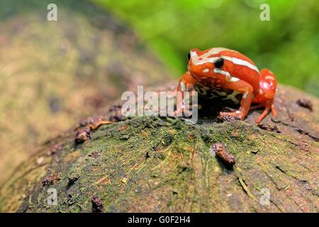 Phantasmal poison frog Stockfoto