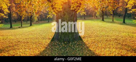 Baum im Herbst Parks in gutem Licht Stockfoto