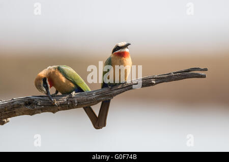 Zwei Bienenfresser Stockfoto