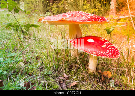 Fliegenpilze im Sonnenlicht Stockfoto