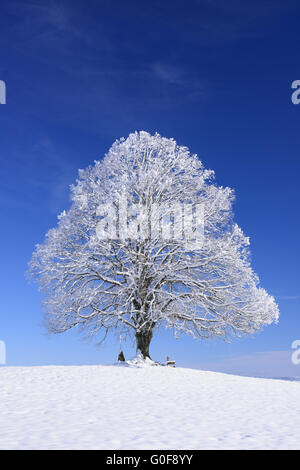 einzelne große Linde im Winter im Schnee Stockfoto