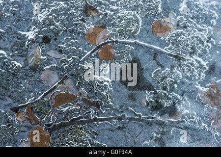 Birke Blätter im Eis, Lappland, Schweden Stockfoto