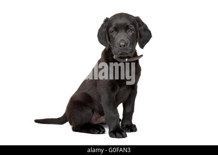 schwarze Labrador Welpen Stockfoto