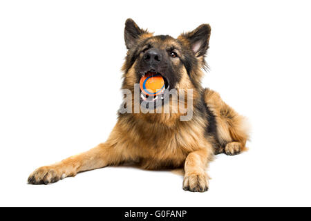Deutscher Schäferhund Kauen eine orange Kugel Stockfoto