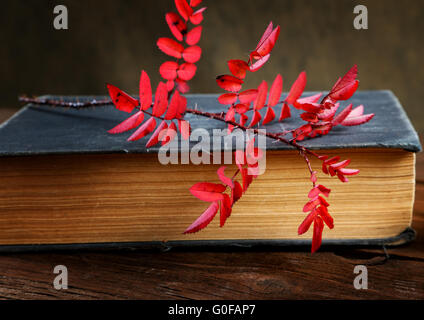 Stillleben das alte Buch und eine Filiale der Heckenrose Stockfoto