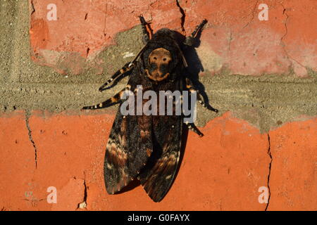 Toten Kopf. Den großen Schmetterling aus der Familie der Brazhnik. Stockfoto